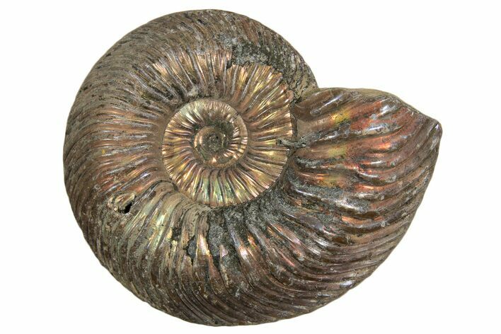 Iridescent, Pyritized Ammonite (Quenstedticeras) Fossil - Russia #337295